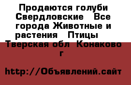 Продаются голуби Свердловские - Все города Животные и растения » Птицы   . Тверская обл.,Конаково г.